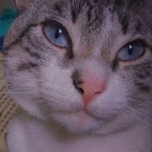 wesleygaldinodacosta