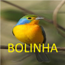 Bolinha99