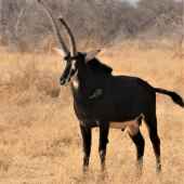 KALONGA