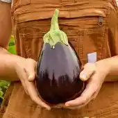Ronianocristaldo