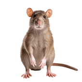 LuFiSaFer