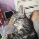Tinn03