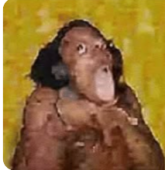 Drouglet