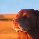 painkira