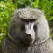lrPat0