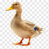 DaikeOFX