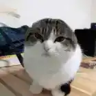 Kyurot