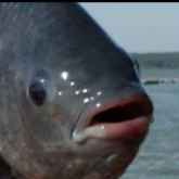 Tilapia_ph
