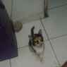 alicec