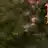 chicotreva777