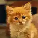 viniciusbezsz