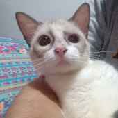 tico_doido