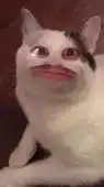 Vitorrss12